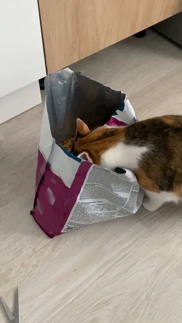 Моя кошка очень много ест 🥹 смотреть онлайн