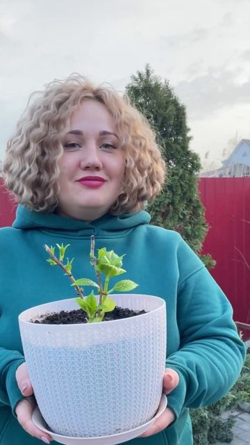 #черенкование #крупнолистнаягортензия #гортензии смотреть онлайн