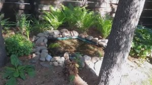 Обзор участка 12 июня. Белочки на участке.