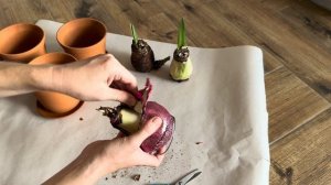 Пересадка Стрелиции Николая, Амариллиса из воска и Ал?