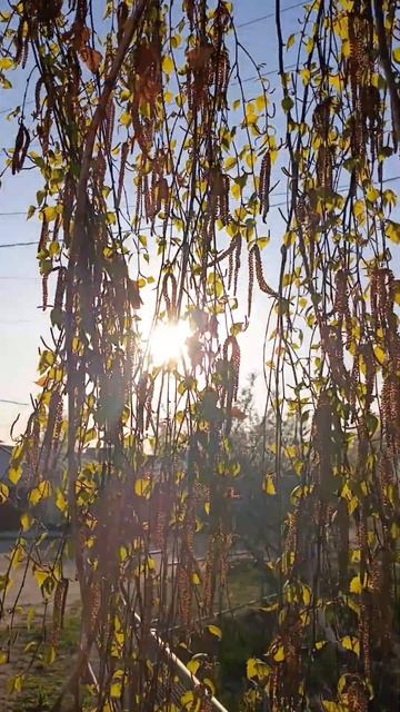 берёза 16.04.2025 С Днём рождения! 7 СОЗНАНИЕ смотреть онлайн