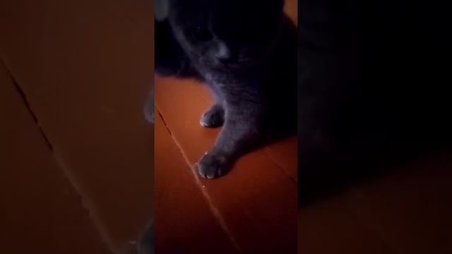 Прикольная кошка #британские #котята смотреть онлайн