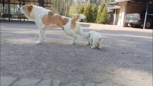 НИКАКОГО УВАЖЕНИЯ!