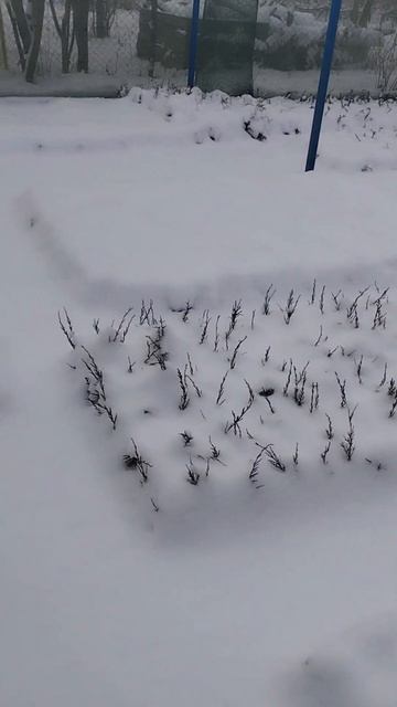 🌲Засыпаю снегом не укоренённые черенки хвойных раст? смотреть онлайн