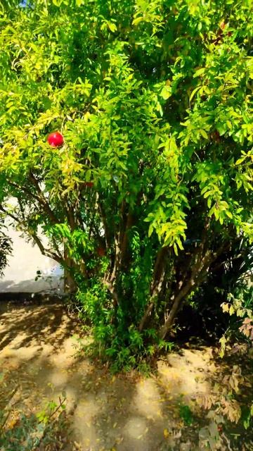 Интересный фрукт гранат😋😋😋 смотреть онлайн