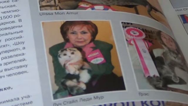 Кошки!Милые и красивые!