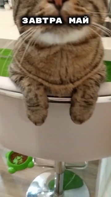 мой ТГК КОТЁНОК МУНЬКА заходи и подписывайся #кошка #к? смотреть онлайн