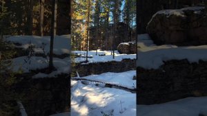 Есть ли медведи в Горном Алтае? Основатель WildWay отвеча?