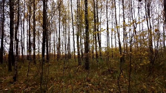 Осенний лес. ч.13. Октябрь 2022 смотреть онлайн