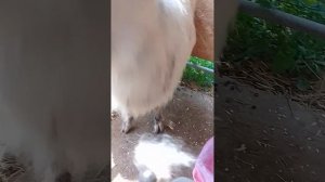 Кашемир, что это?