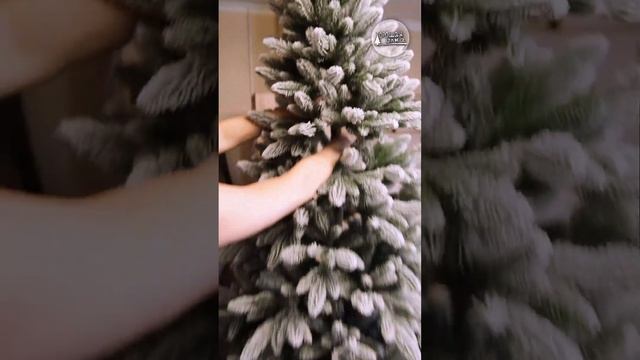 Ель заснеженная Калининградская - обзор смотреть онлайн