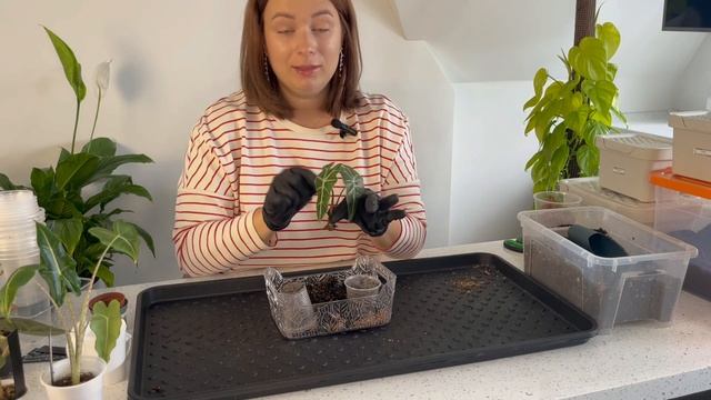 Пересадка Алоказий! Составляем грунт и ищем корни у По смотреть онлайн