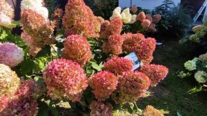 МЕТЕЛЬЧАТАЯ ГОРТЕНЗИЯ МЕДЖИКАЛ МАУНТ ФУДЖИ 🌿