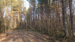 Прогулка в сосновом лесу