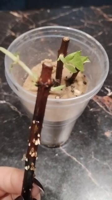 Зимнее укоренение гортензии продолжение.... смотреть онлайн