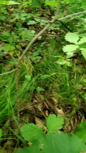 Первые найденные грибы в этом году! смотреть онлайн