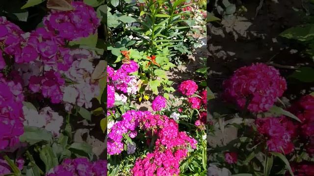 Воспоминание о лете #цветы смотреть онлайн