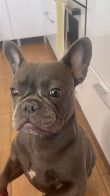 Сама ест, а мне не даёт🥩 #собака #frenchbulldog смотреть онлайн
