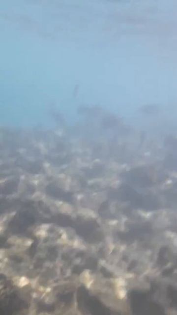 Море Шарм ель шейха Египет подводный мир смотреть онлайн