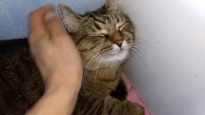 Вредный кот кусается / Кошка смешно лежит наверху / Кот громко мурлычет