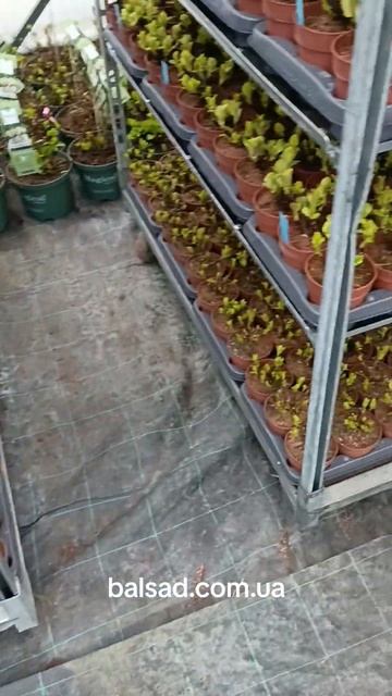 Крупнолиста гортензія весна 2025 смотреть онлайн