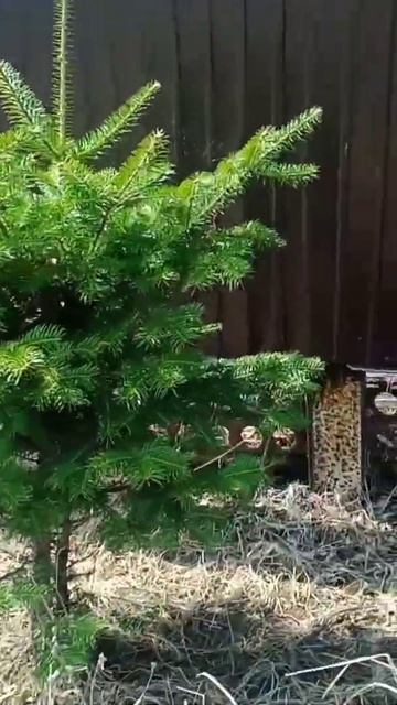 кустарники смотреть онлайн