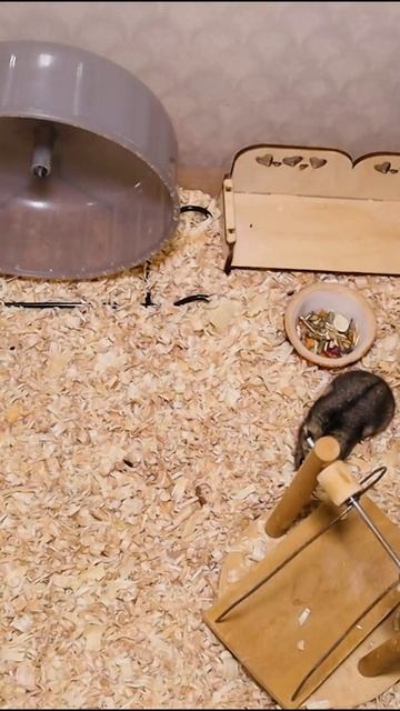 Что делать если хомяк не ест корм? #shorts смотреть онлайн