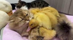 Fantastic animals