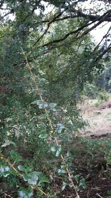 Ягоды Леса - Боярышник смотреть онлайн