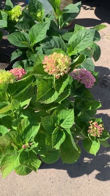 Май 2023 г.Цветут крупнолистные гортензии. #hydrangea #гортен смотреть онлайн
