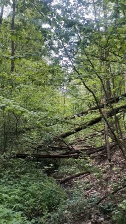 Овраг, ручей в лесу