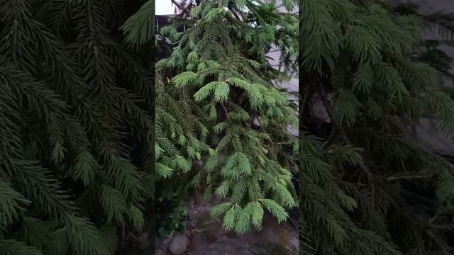 Вейгелы и не только!Ель,Аукубы,Бересклеты,Плющи,Клема?
