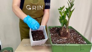 Пересадка Замиокулькаса в домашних условиях