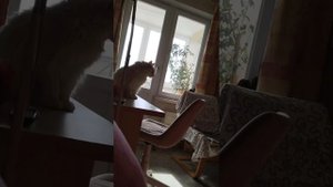 клип-"ЖИВОТНЫЕ И ПТИЦЫ"