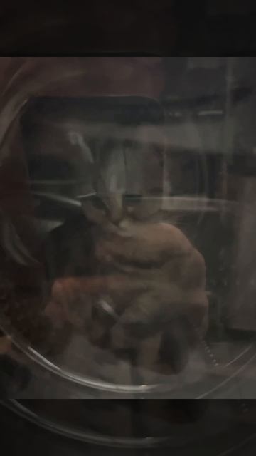 Время 4:00 утра , не скучают😃 #bovtfit #тренер #cat #сочи #трен? смотреть онлайн