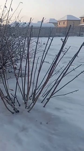 Морозы жарят, снега нет😩 Погода на Алтае чудит в этом смотреть онлайн