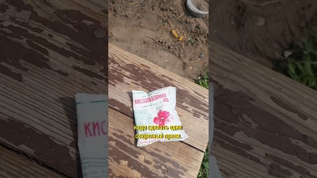Смешайте семена свеклы с этим порошком, и она порадует вас крупным и сладким урожаем без болезней