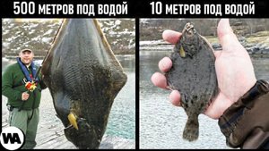 Почему Рыба Становится Гигантами Глубоко Под Водой