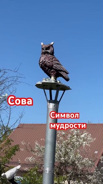 #огород#сад#клумба#тин#садовод#гортензия#garden смотреть онлайн