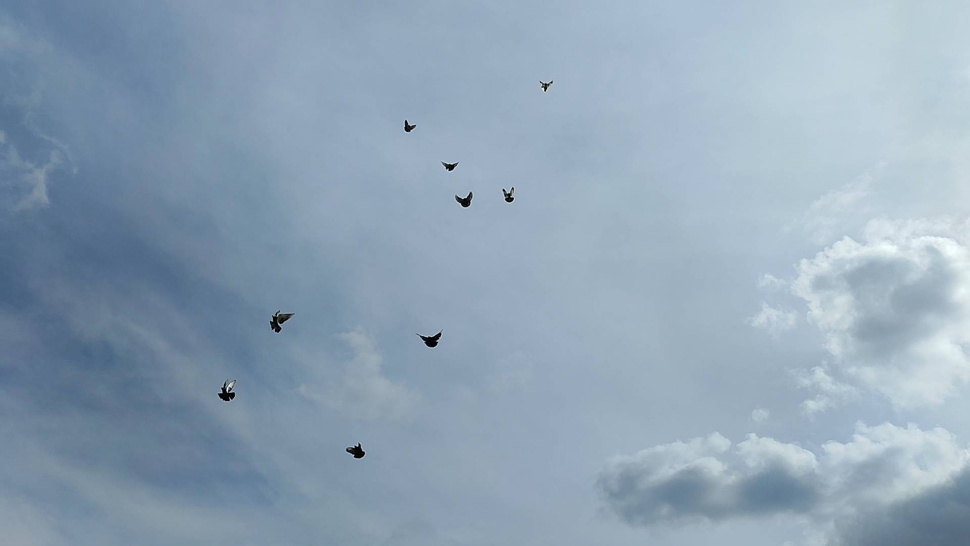 Николаевские голуби тренировка молодых 2025 г. вывода.