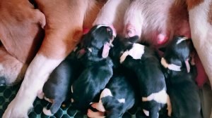 Щенки бигль д.р. 12.04.2025