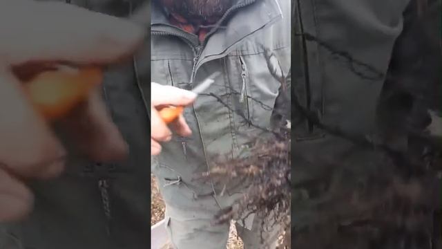 Как не надо сажать деревья часть 2 #Как не #надо #сажать смотреть онлайн