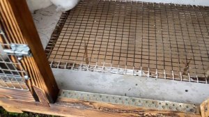 Новая клетка для кроликов белый великан!