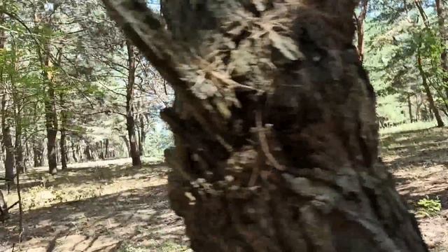 29 июня народный праздник День Тихона. Что делать нельз смотреть онлайн