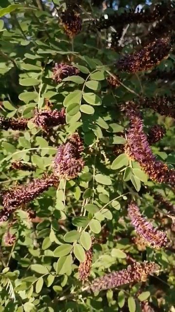 интересная акация цветёт смотреть онлайн