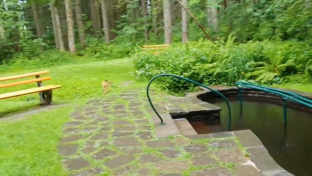 Прогулка по лесу в Германии,  Шварцвальд. We are walking through the German Black Forest