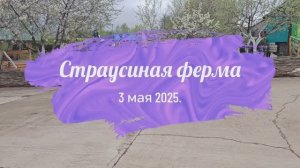 "Страусиная ферма". 3 мая 2025.