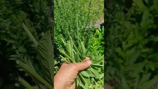 Проба грошей не коштує! Живцювання шавлії лікарської # смотреть онлайн