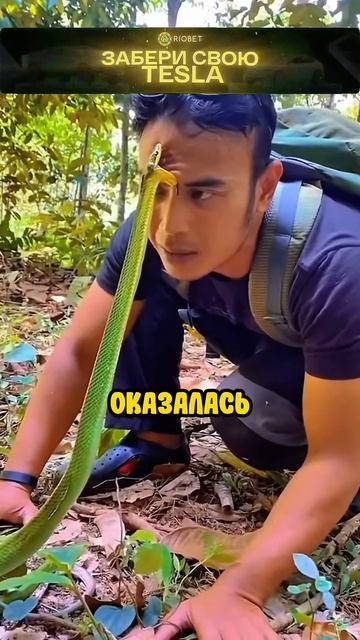 Вот что нужно делать, если вас укусила змея!.. 🥹❤️ #short смотреть онлайн