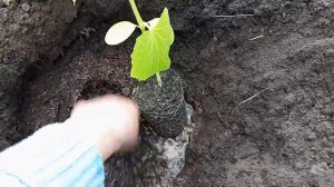 сажаю огурцы